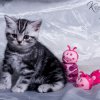 Kitten &raquo; I-Wurf &raquo; Iwo