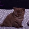 Kitten &raquo; J-Wurf &raquo; Josephine