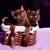 Kitten &raquo; J-Wurf &raquo; Juna