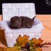 Kitten &raquo; J-Wurf &raquo; Juna