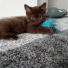 Kitten &raquo; J-Wurf &raquo; J-Wurf zuhause &raquo; Juna zuhause