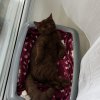 Kitten &raquo; J-Wurf &raquo; J-Wurf zuhause &raquo; Juna zuhause