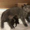 Kitten &raquo; J-Wurf